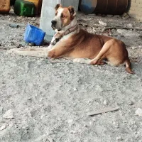 سگ گمشده