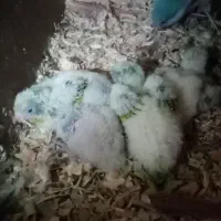راهب سرلاکی آماده آموزش