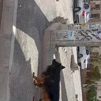 ژرمن شولاین نر،وارداتی شجره دار