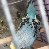 مرغ عشق ماده