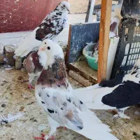 کفتر گنجه بر
