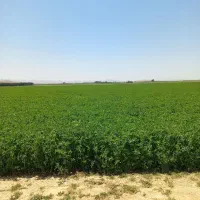 افزایش تناژ یونجه