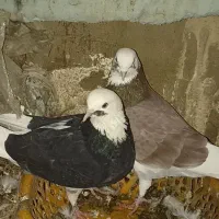 یه جفت شازده پاک پاک