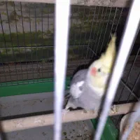 عروس هلندی نر سخنگو ماده لیتینو