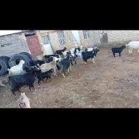 بز داشتی درسعادتشهر