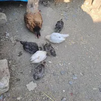 مرغ و جوجه جاپنیز