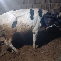 فروش گوساله