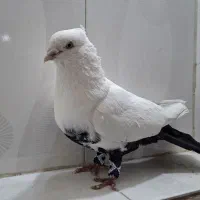 نر دم سیاه