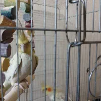 عروس‌ هلندی