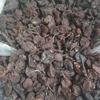 کشمش قوچان