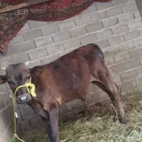 گاوگوسال نر