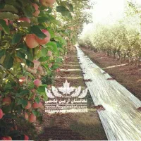 فروش نهال پایه مالینگ ام ۷