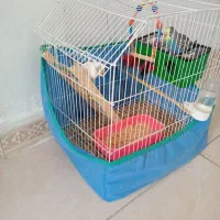 مرغ عشق