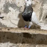 کبوتر طوقی
