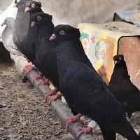 زاغ چشم و نوک سفید