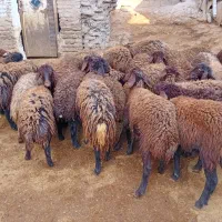 بره ماده