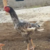 لاری