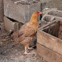 نیمچه جوجه محلی گلپایگان