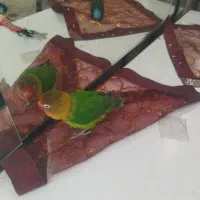 یک عروس هلندی وکوتوله