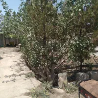 باغچه|فروش خانه و ویلا|کهریزک, |دیوار