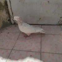فروش کبوتر