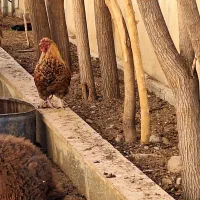 خروس|حیوانات مزرعه|پردیس, شهرک صنعتی خرمدشت فاز ۷|دیوار
