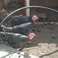 بوقلمون ماده برنز بالغ جوان