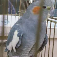 عروس هلندی ماده