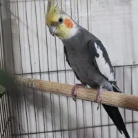 عروس هلندی نر فول دستی