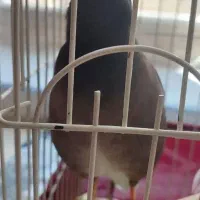 مرغ مینا سخنگو