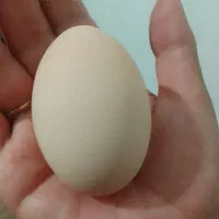 تخم مرغ محلی گوگد