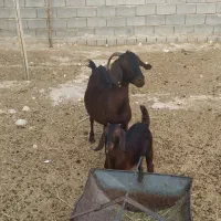 کیسه بز جوان