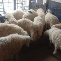 گوسفند