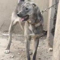 توله افغان
