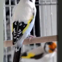 (عکس نمایشی)سهره دو رگ و قناری و سهره خاکی