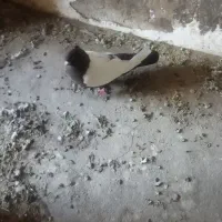 کبوتر|پرنده|بیستون, |دیوار