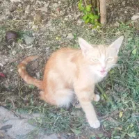 یک ماده گربه به همراه دوتا پیشی گربه