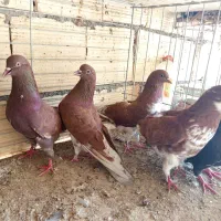 کبوتر پرشی
