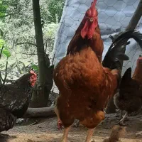خروس