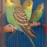 مرغ عشق|پرنده|اصفهان, بابوکان جنوبی|دیوار