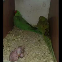 ملنگو مولد وجوجه ملنگو