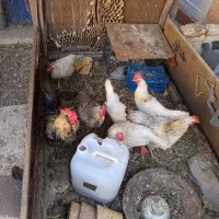 فروش مرغ تخم گذار