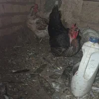 ۲عددمرغ خانگی تخمی ویک عددجوجه خروس. مرغ دانه ۱۲۰۰