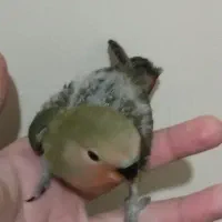 جوجه