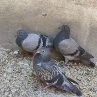 جوجه پلاکی