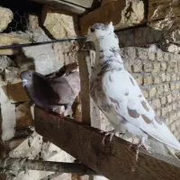 جفتکن کبوتر