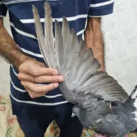 کبوتر اشعل نر بی کاکل بزرگ