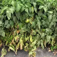 پکیج حل بوته میری کشت گوجه‌فرنگی