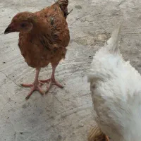 2 عدد جوجه مرغ 4 ماهه یکی زینتی