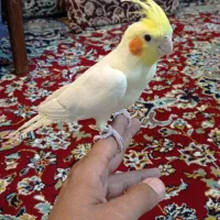 جوجه عروس دستی نر